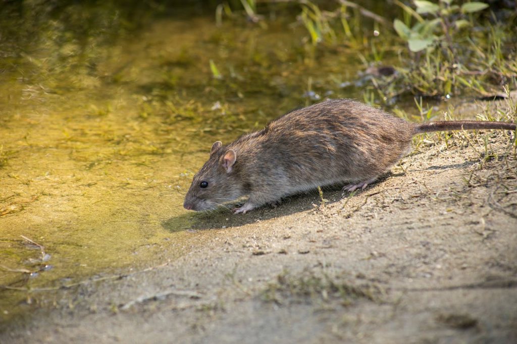 Ratten im Garten erkennen und richtig handeln