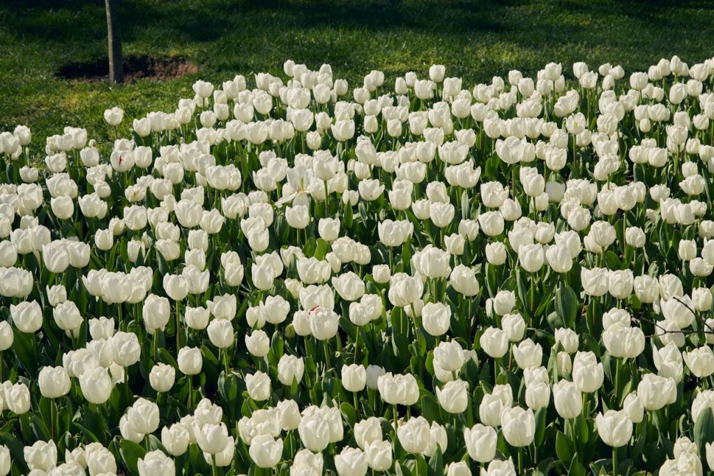 Monets Garten in Köln erleben und verstehen