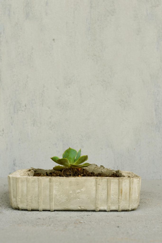 Große Pflanzkübel richtig bepflanzen