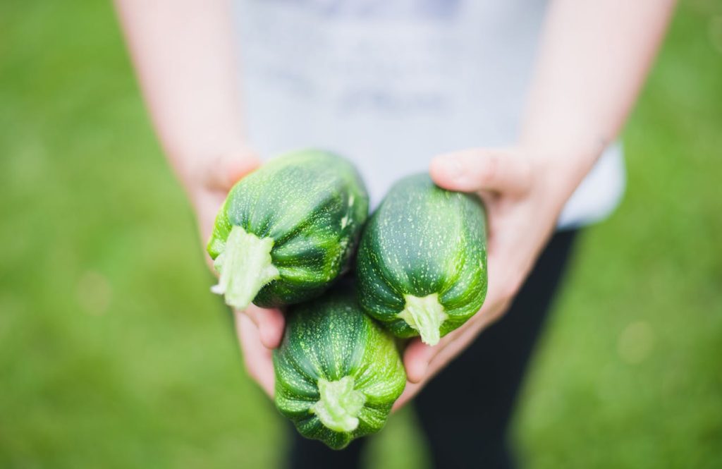 Frische Zucchini aus dem eigenen Garten: So gelingt das Pflanzen